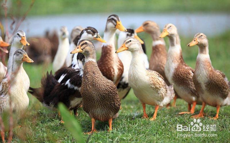 農(nóng)村養(yǎng)殖業(yè)養(yǎng)殖什么賺錢(qián)
