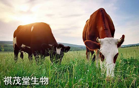 以畜牧業(yè)養(yǎng)殖為抓手，推動(dòng)畜牧業(yè)高質(zhì)量發(fā)展