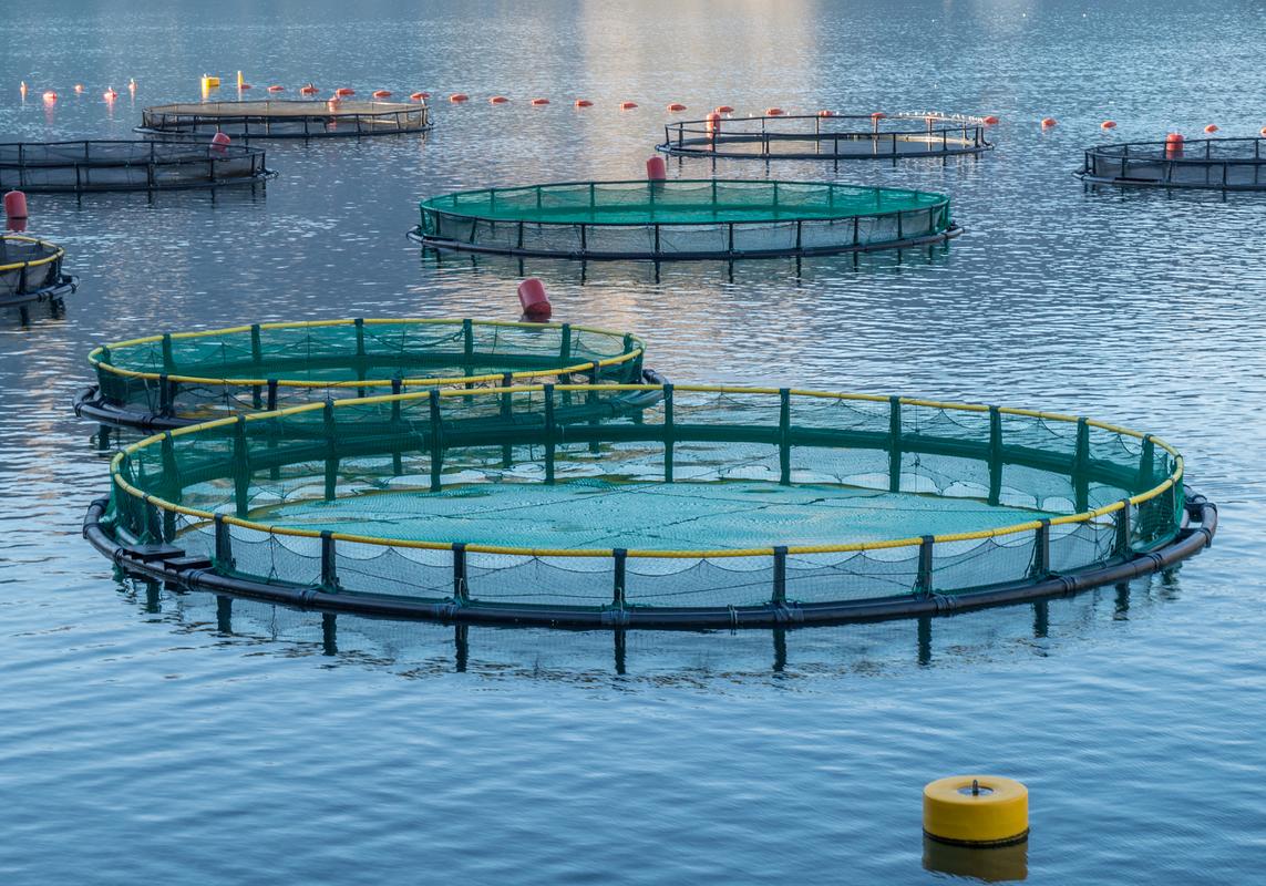 Fishery Standard公司斥資50億盧布興建現(xiàn)代化綜合性鱒魚(yú)養(yǎng)殖場(chǎng) 畜牧養(yǎng)殖業(yè)的新篇章